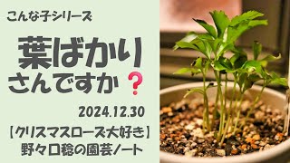 2024.12.30 葉ばかりさんですか❓