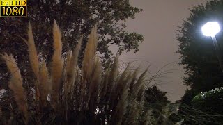 秋の夜長 すすきと虫の声に癒される3時間 Long autumn night the pampas grass and chirps ASMR