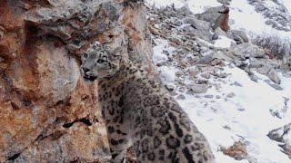 Chasing the Rare Snow Leopard | Behind the Scenes of Frozen Planet II | BBC Earth