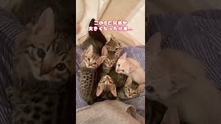 【子猫】6匹兄弟の9カ月後…