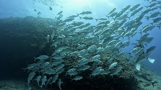 沖縄 粟国島・ギンガメ、ナポ、マダラエイ、マグロなど安定して見れた一日・今季20回目の粟国島遠征