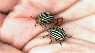 Traveling Colorado (Potato) Beetle -  (Leptinotarsa decemlineata)