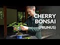 Cherry Bonsai care (Prunus, Sakura)