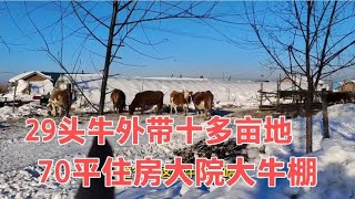 黑龙江东方红养牛户，29头牛外带十多亩地，70平住房大院，大牛棚