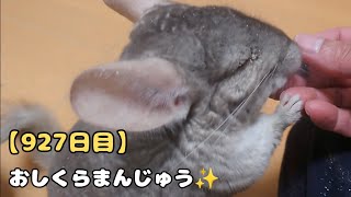 【627日目】おしくらまんじゅう✨【孤独な飼い主のペットとの生活】