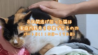 ８年間家庭内野良の三毛猫が素手で触れるようになってきました(最後の家猫修行パート３) #三毛猫 #保護猫 #人馴れ