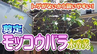 【植木】モッコウバラの剪定【やきち流】