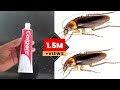 JUST ONE MINUTE || How To Get Rid of Cockroach Permanently In a Natural Way | JUST ONE MINUTES