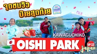 เที่ยวญี่ปุ่น นั่งรถบัส Red line ชมวิวฟูจิ Oishi Park Kawaguchiko สตอเบอรี่สดๆ Japan ep.12