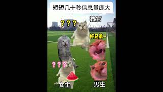 短短几十秒信息量庞大  #猫meme小剧场 #cat #迷恋  #猫meme #萌宠 #meme #猫meme #萌宠 #funny #貓 #cute #萌寵