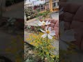 vibrant winter season blooms at rooftop garden white cosmos flowers nature gardening shorts