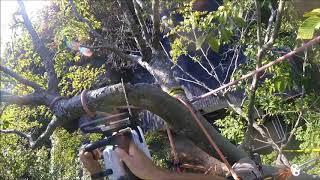 COMPLEX rigging of a beech tree!!! - Gopro 2017