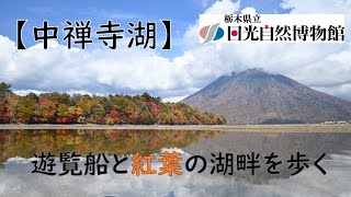 紅葉がピーク！遊覧船から秋の絶景を楽しむ＜2023年10月25日＞【奥日光自然情報】