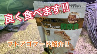 フトアゴヒゲトカゲ餌　フトアゴの餌　フトアゴ飼育