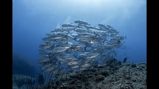 【粟国島/筆ん崎・ギンガメアジの小群れをじっくり楽しむ編】