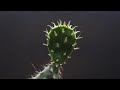 prickly pear cactus growth time lapse 10 days 4k