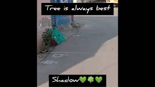 Buildings May give Shadow But Trees is Best Shadow in the World💚 Yes or No? #please save trees#