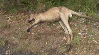 Kangaroo Road Kill - Australia