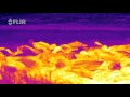 Elephant Seals Seen with FLIR Thermal Imaging Cameras!