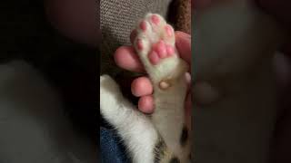 子猫のピンクの肉球を堪能する