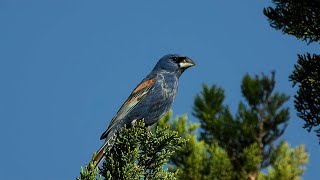 Blue Grosbeaks - Pat O'Neil Video bird IDs