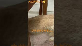 うさぎがうさぎに…って、飼い主さんおおあわて⁉︎最後が危ない目に⁉︎