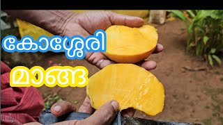 കോശ്ശേരി മാങ്ങ റിവ്യൂ//kosseri mango//