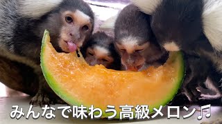 高級メロンを大きくカットして小さな猿達に与えてみたら・・・。色々な食べ方が見られました！！