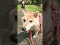 あれれ？鼻に何かついてるよ♪【介助犬と桃にゃん】