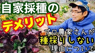 農家が自家採種せずタネや苗を買う理由【タネと苗の話】2022年2月19日