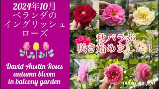 【2024年10月 ベランダのイングリッシュローズ 秋バラ】autumn rose David Austin Roses in October