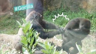 Gorilla Mom Pushed Her Daughter Down 娘を突き飛ばすお母さんゴリラ