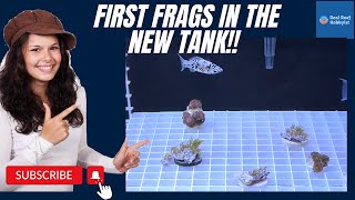 Adding First Corals to the Frag Tank - EPISODE 5