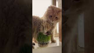 猫がクサクサ草食ってｗ【サイベリアン・多頭飼い】 #shorts #サイベリアン #猫 #猫草