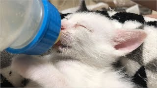 生後3週間の仔猫が眠気と戦いながらミルクを飲む