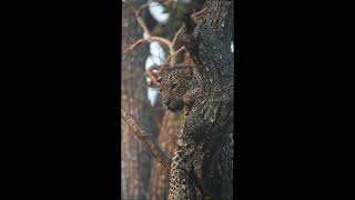 A majestic leopard perched high in the tree