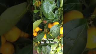 మినీ 🍊 ఆరెంజ్ చెట్టు 5,000/- #garden #premasgarden  #ytshorts  #shorts #viralvideo