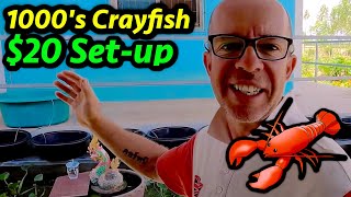 How to hatch THOUSANDS of Crayfish Babies in a $20 setup!