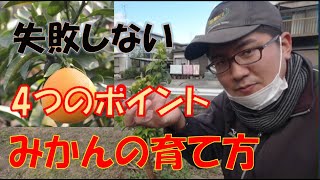 【愛媛のみかん農家が教える】みかんの1年生の育て方　【紅まどんな】VLOG　20/12/3