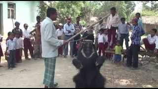 A dance to forget: the dancing bears of India