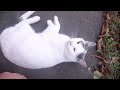 Funny cat meowing and rolling to my legs