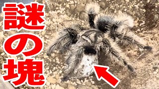 人生初！タランチュラの卵ついに発見か！！？