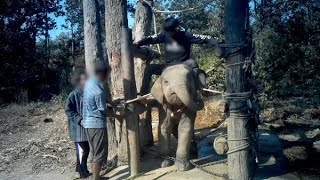 Baby Elephant 'Broken' For Thai Tourist Industry