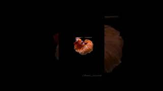 Betta fish | Black screen #shorts ft. Open your wings (chiragugal mulaikuvaan)