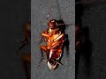 hissing american cockroach 4k close up hissing cockroach sound effect sound of cockroach