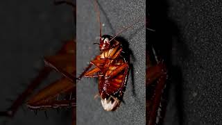 Hissing American Cockroach - 4K Close Up | Hissing Cockroach sound effect | Sound of Cockroach