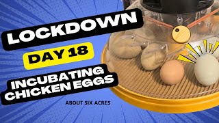 LOCKDOWN!!! Day 18 of Incubating Chicken Eggs