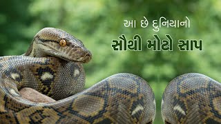 World's Biggest Snake: દુનિયાનો સૌથી મોટા સાપ કયો છે? મોઢાથી લઇને પૂંછ સુધીમાં ઉભી રહી જશે ઘણી કાર..