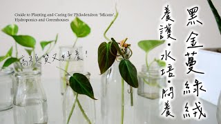 黑金蔓綠絨顏質高又好養！養護、水培及悶養🌿Guide to Caring for Philodendron Micans, Hydroponics and Greenhouses