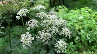 Doldenblütler im August: Wilde Möhre, Waldengelwurz, Hundspetersilie, Pastinske, Wilder Fenchel